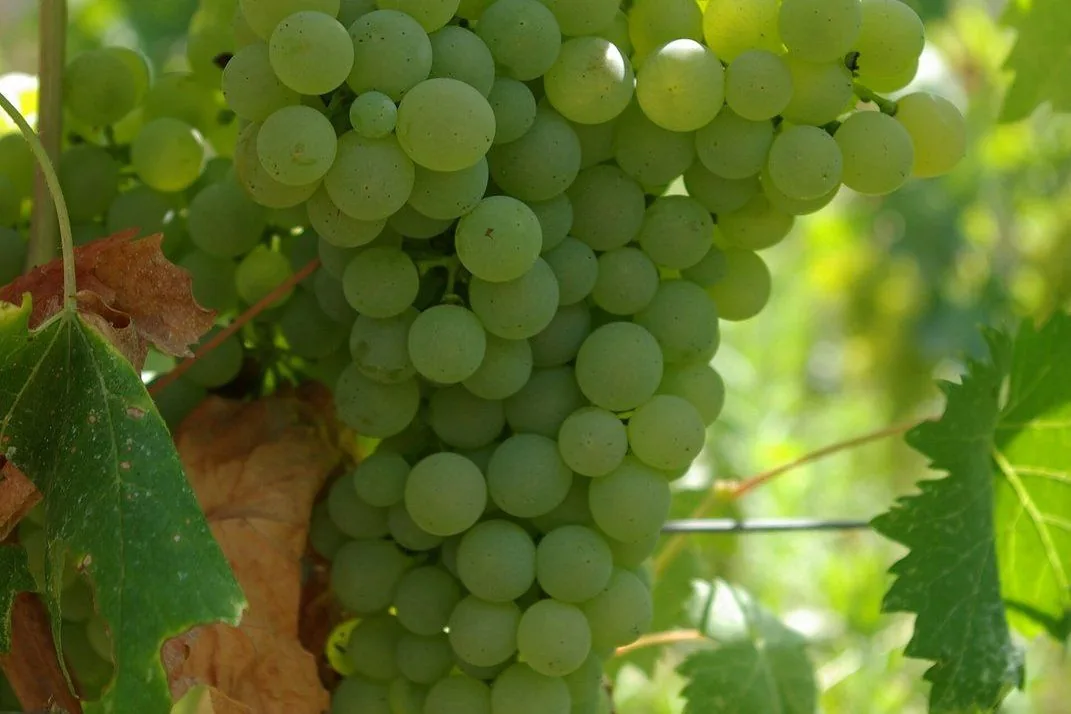 Un grappolo di uva Vermentino ancora sulla vite